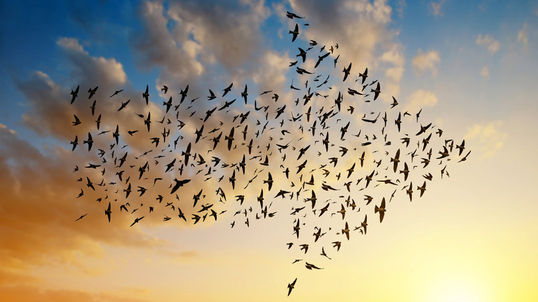 Birds symbolizing paths to cloud migration